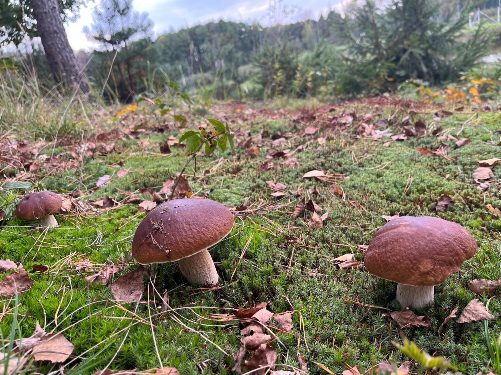Lesny Dworek Snochowice Bagian luar foto