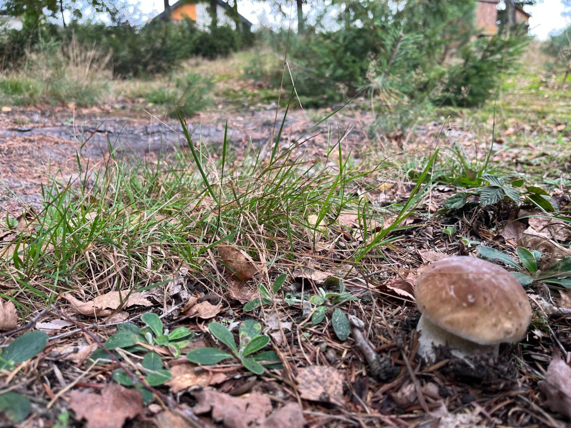 Lesny Dworek Snochowice Bagian luar foto