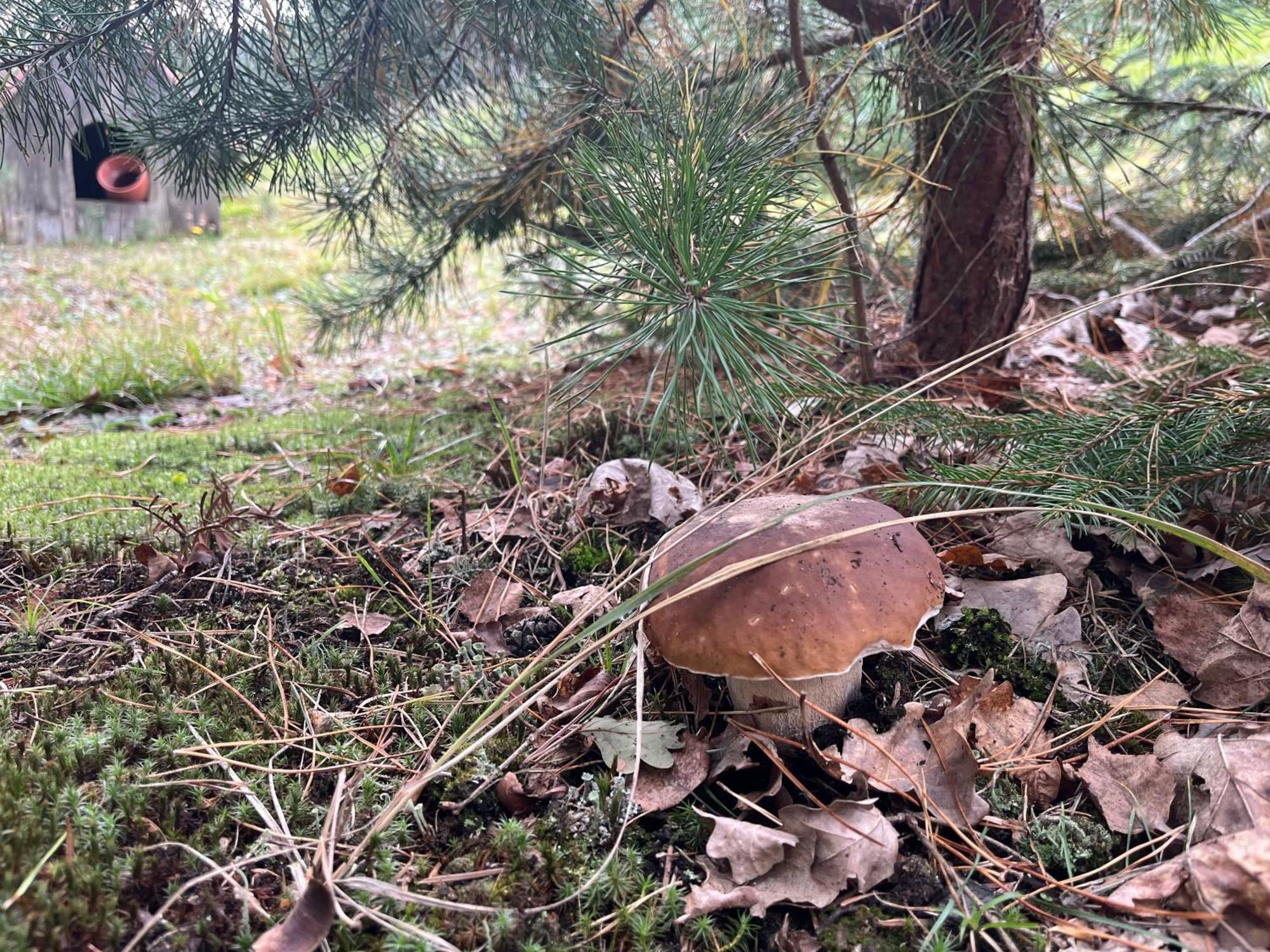 Lesny Dworek Snochowice Bagian luar foto